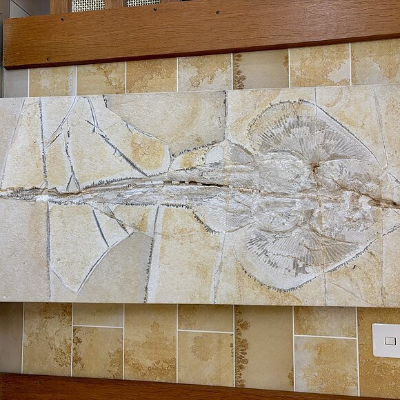 An der Wand hängt ein Fossil eines Art Rochen