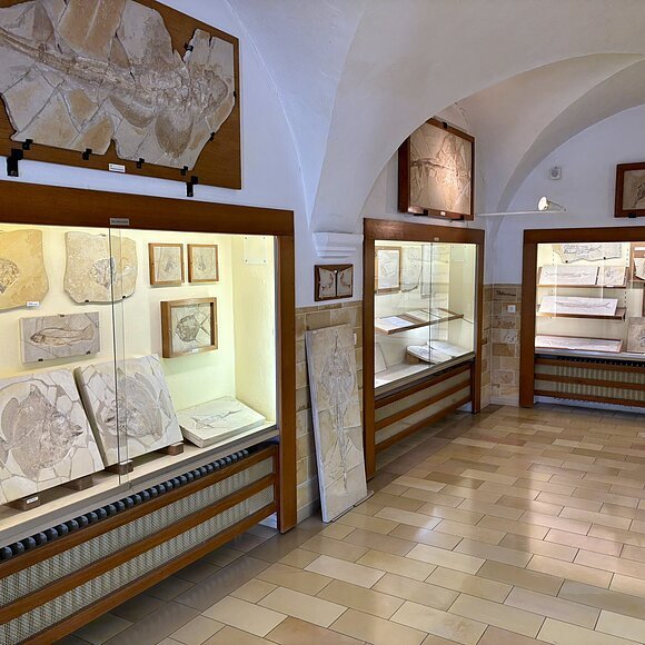 Der Ausstellungsraum des Msueums mit Vitrinen an den Wänden, in denen die Fossilien des Jura-Meeres ausgestellt sind.